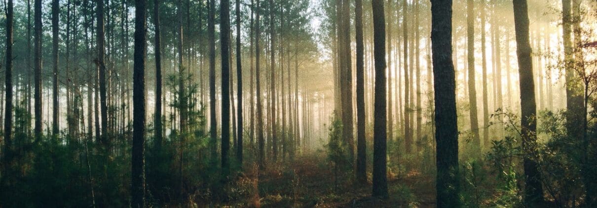 Forest bathing is a calm, beautiful way to recharge as an introvert.