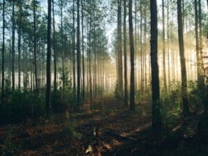 Forest bathing is a calm, beautiful way to recharge as an introvert.