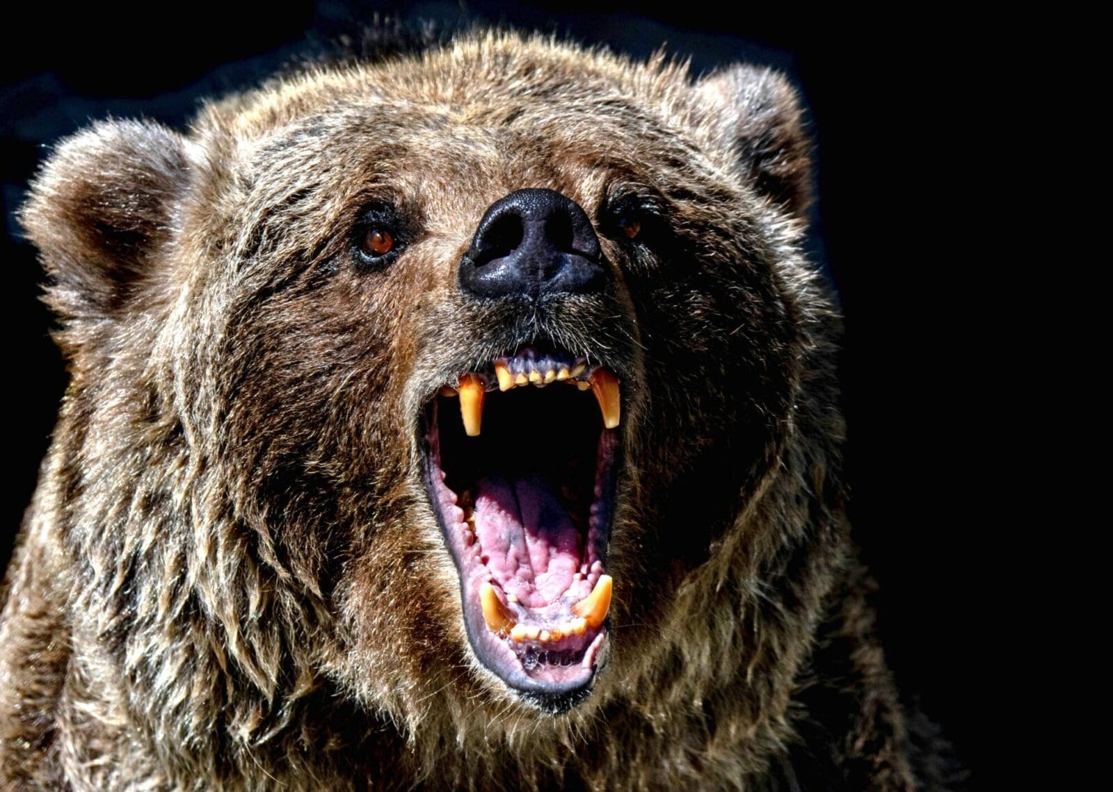 A bear looking like it is screaming.