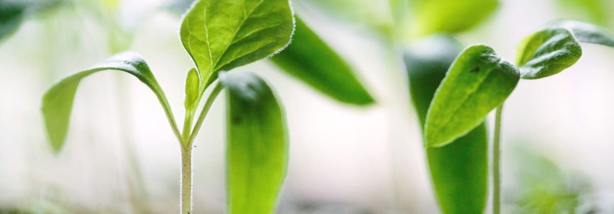 You need to tend to your solitude the same way you tend to your garden.